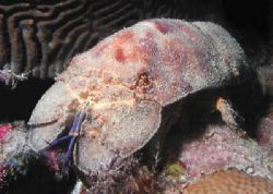 Spanish Lobster - Grenada by Dale Treadway 